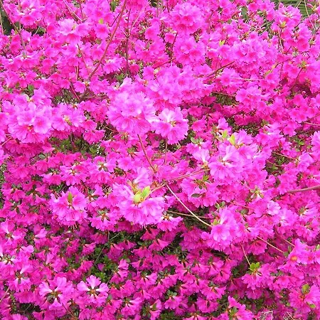 Venus Garden 3*