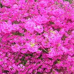 Venus Garden 3*